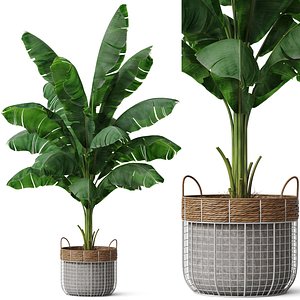3D Plants collection 799