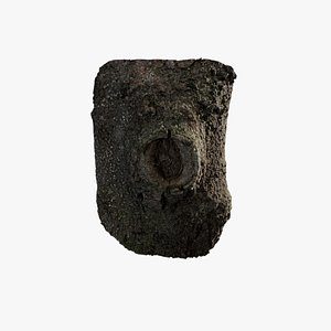 Anydrafts Magnolia grandiflora Burl 07 3D model