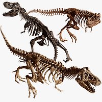 Tyrannosaurus Rex Skeleton Fossil 3 Color