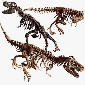 Tyrannosaurus Rex Skeleton Fossil 3 Color