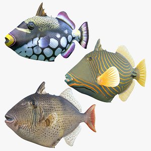 Triggerfish Collection