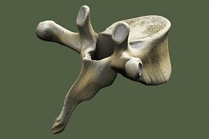 3dsmax thoracic vertebrae