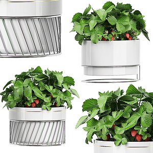 3D potted plants set 59 model