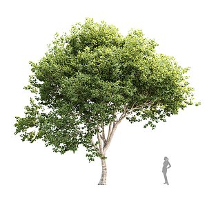 Trees Collection Vol 370 3D model