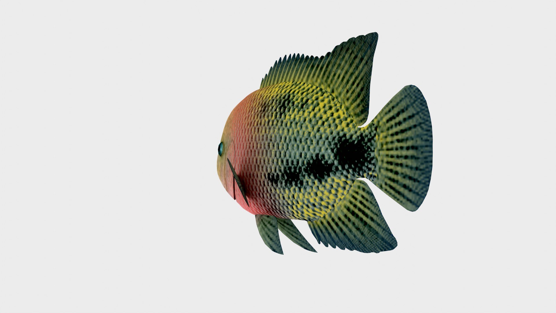 3D Redhead Cichlid Fish 3D Model Low Poly - TurboSquid 2242736