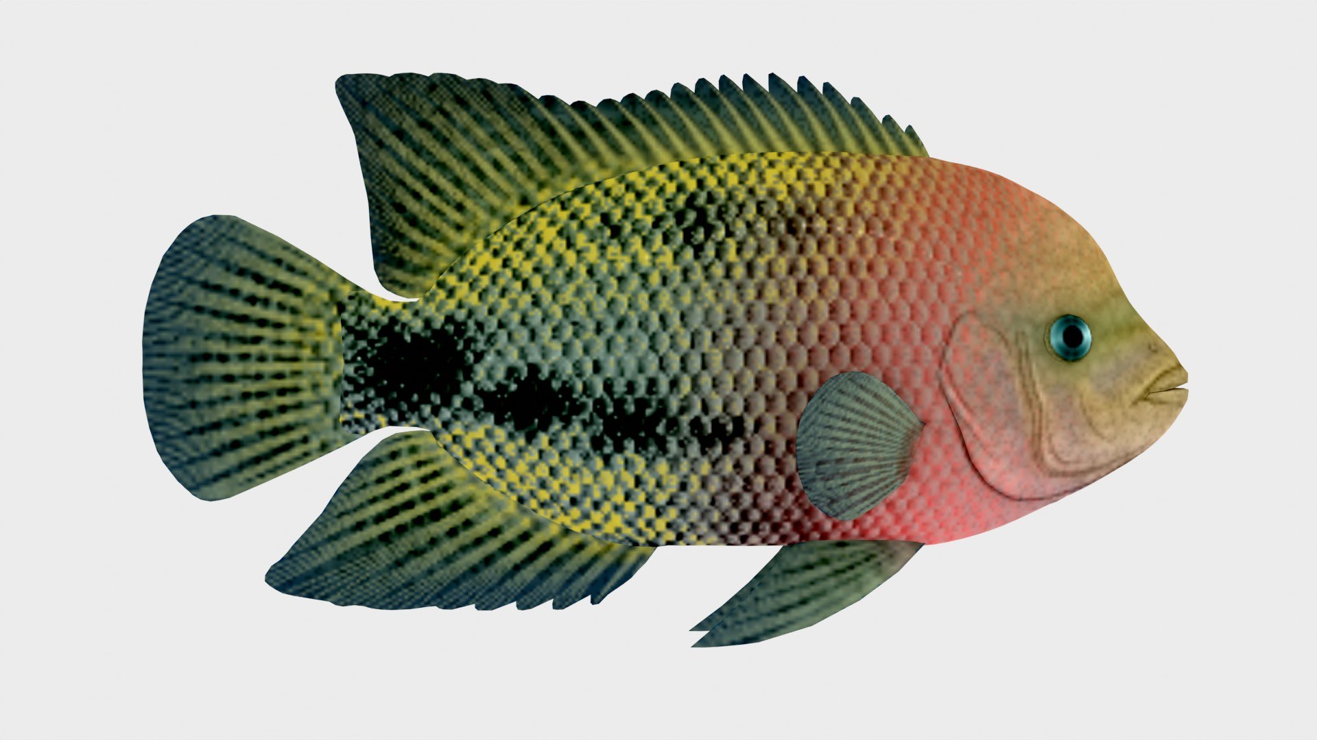 3D Redhead Cichlid Fish 3D Model Low Poly - TurboSquid 2242736
