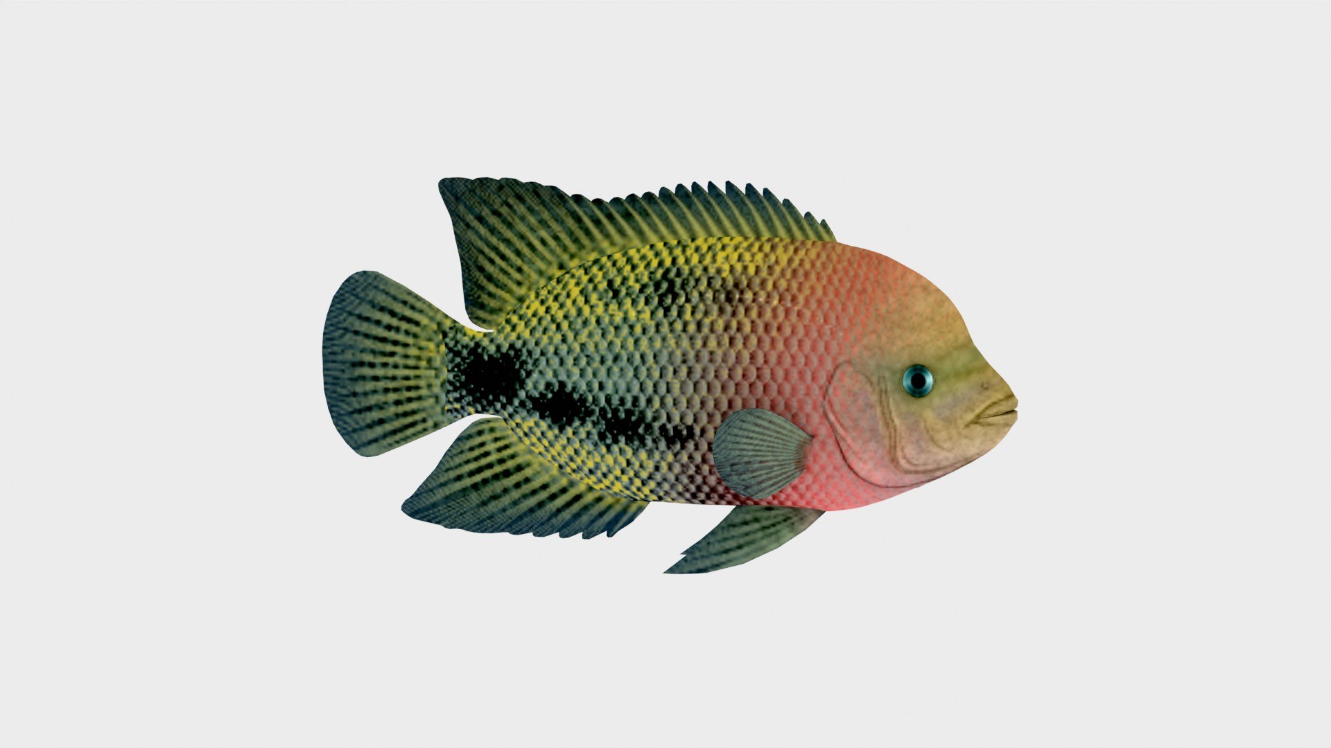 3D Redhead Cichlid Fish 3D Model Low Poly - TurboSquid 2242736