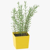 Rosmary Herb