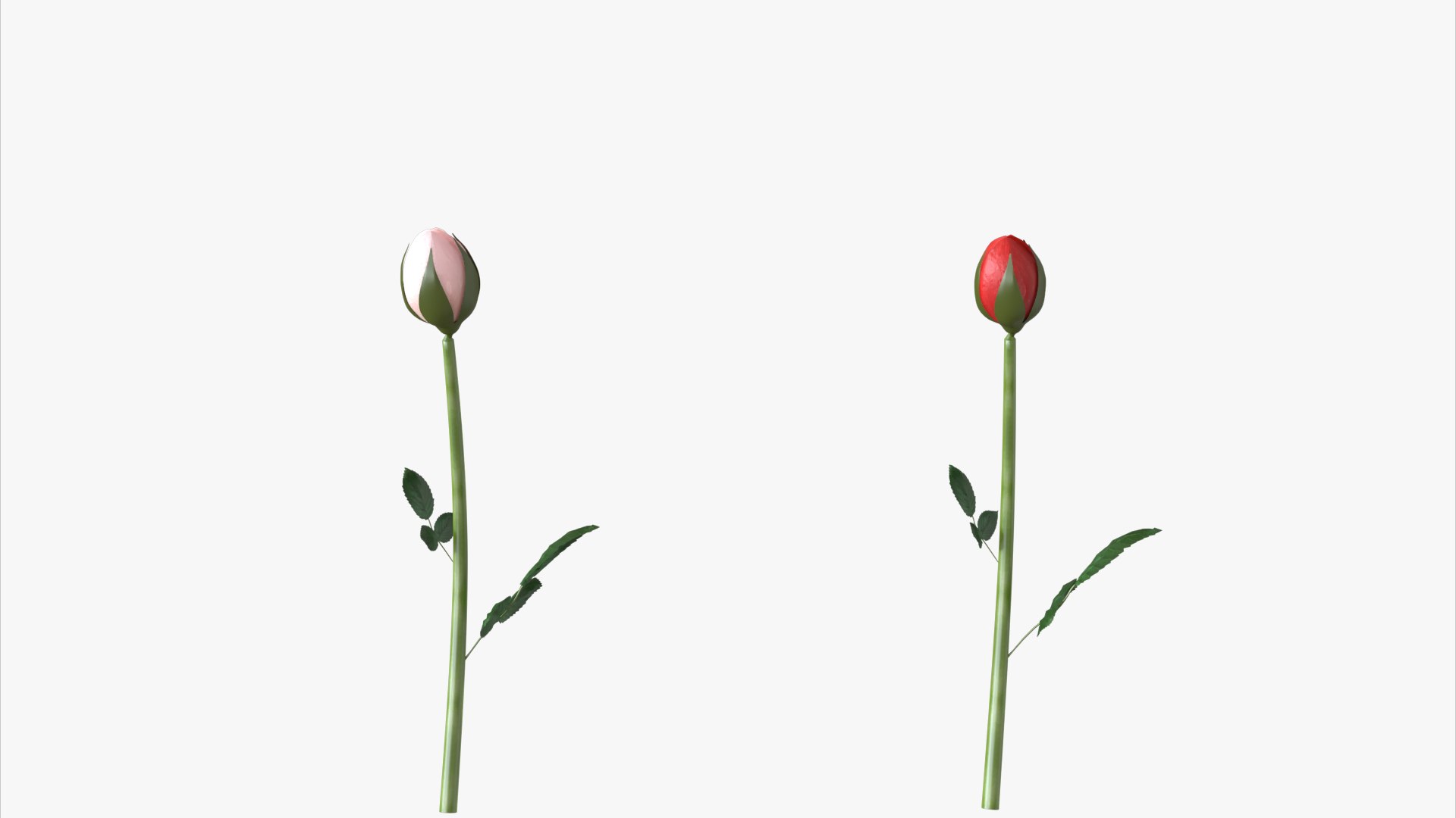 3D roses bloom model https://p.turbosquid.com/ts-thumb/qg/fSKcJX/VK/flower247_003/jpg/1684377281/1920x1080/fit_q87/fac626147e4191810fce37853cf7e96268e380a2/flower247_003.jpg