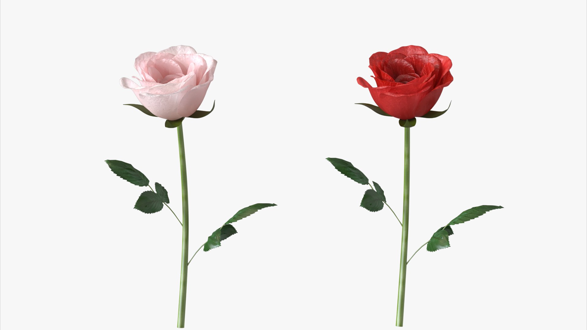 3D roses bloom model https://p.turbosquid.com/ts-thumb/qg/fSKcJX/aI/flower247_005/jpg/1684377281/1920x1080/fit_q87/4e3c42b7abe7e917cd5308c8892f4b0a87389805/flower247_005.jpg