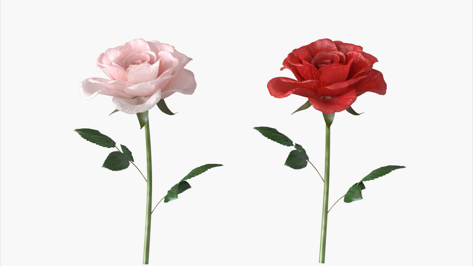 3D roses bloom model https://p.turbosquid.com/ts-thumb/qg/fSKcJX/jo/flower247_006/jpg/1684377282/1920x1080/fit_q87/4ccb980815862ff3c55e0271a432a0e6569d4509/flower247_006.jpg
