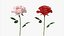 roses bloom