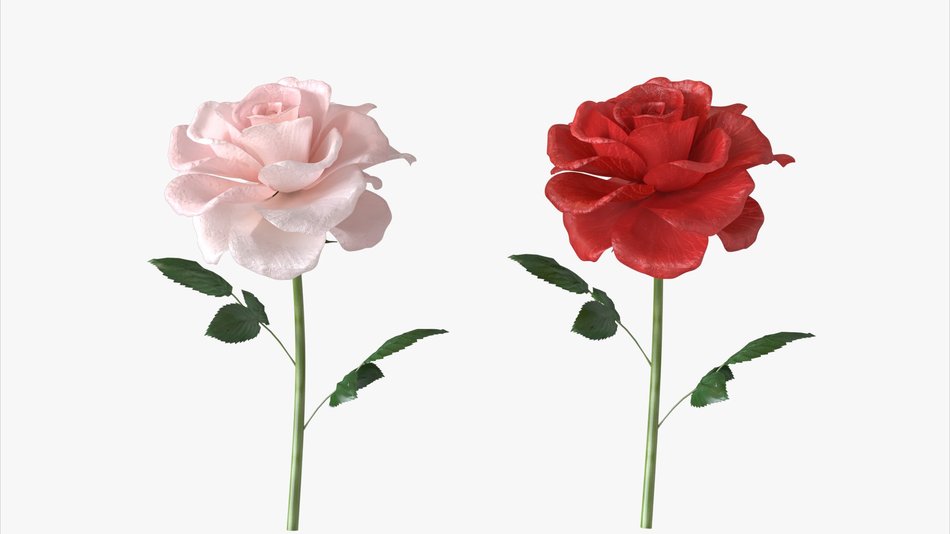 3D roses bloom model https://p.turbosquid.com/ts-thumb/qg/fSKcJX/ol/flower247_008/jpg/1684377280/1920x1080/fit_q87/99bead6809dec908260cd0c09022cc5adccec002/flower247_008.jpg