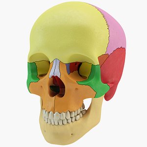 3d human skull didactic