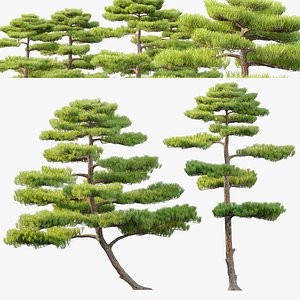 3D Pinus thunbergii 02 model