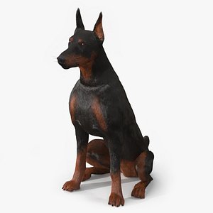 Doberman Pinscher Sits Fur for Cinema 4D 3D model