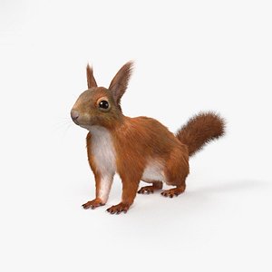 red squir squirrel model