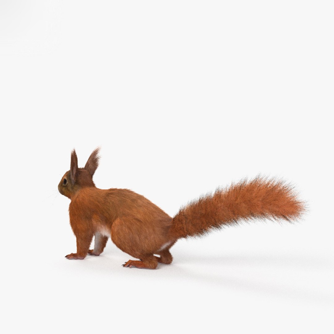 Red Squir Squirrel Model - TurboSquid 1414232