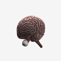 Brain, cerebellum and optic nerve