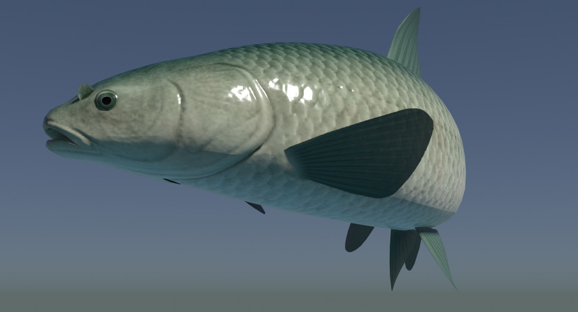 black carp aouo 3d model https://p.turbosquid.com/ts-thumb/qh/C3PPlG/0ldecPIs/aouoimage2/png/1566174155/1920x1080/fit_q87/6b8f03ee65959e56240831779649606c7ffc45d3/aouoimage2.jpg