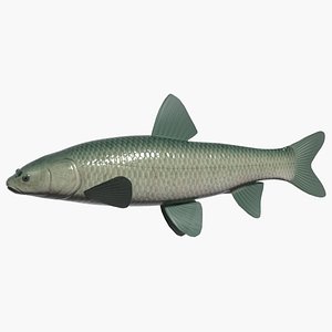 black carp aouo 3d model