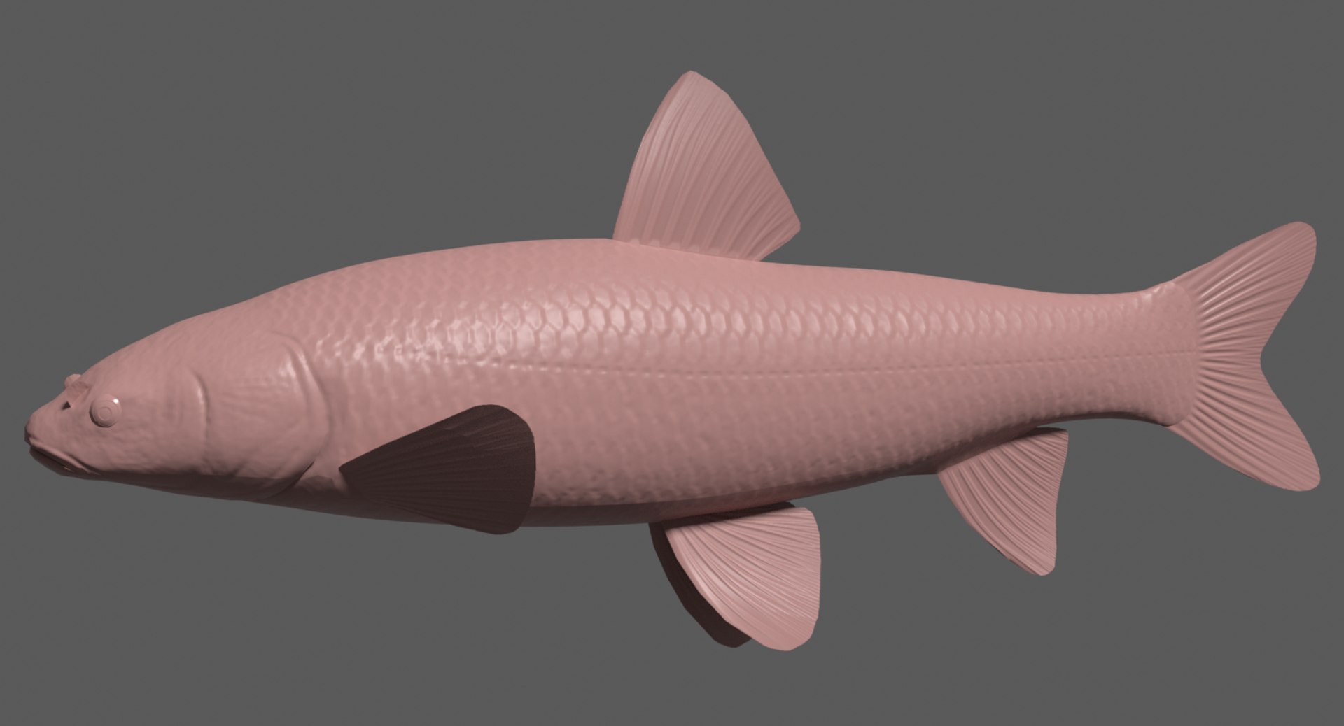 black carp aouo 3d model https://p.turbosquid.com/ts-thumb/qh/C3PPlG/Xe06jMcr/aouobump/png/1566174155/1920x1080/fit_q87/123f5e83d38c912d96bb08e9bf75aea2e5551f01/aouobump.jpg