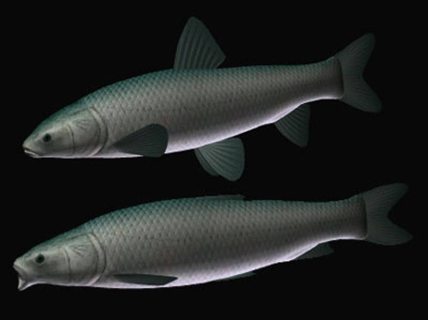 black carp aouo 3d model https://p.turbosquid.com/ts-thumb/qh/C3PPlG/gB7tDNNV/aouob/jpg/1566174367/1920x1080/fit_q87/c5b99c34cbe184415214963e34d32094286bc3f3/aouob.jpg