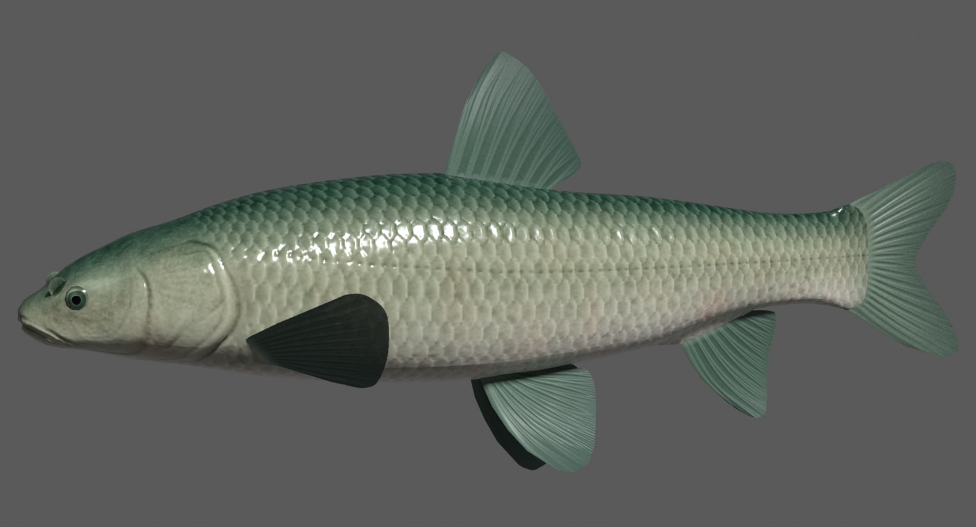 black carp aouo 3d model https://p.turbosquid.com/ts-thumb/qh/C3PPlG/jWoL2xdl/aouoimage/png/1566174155/1920x1080/fit_q87/6a832635113f5a5a3388cf914ae64a52f604a4a7/aouoimage.jpg