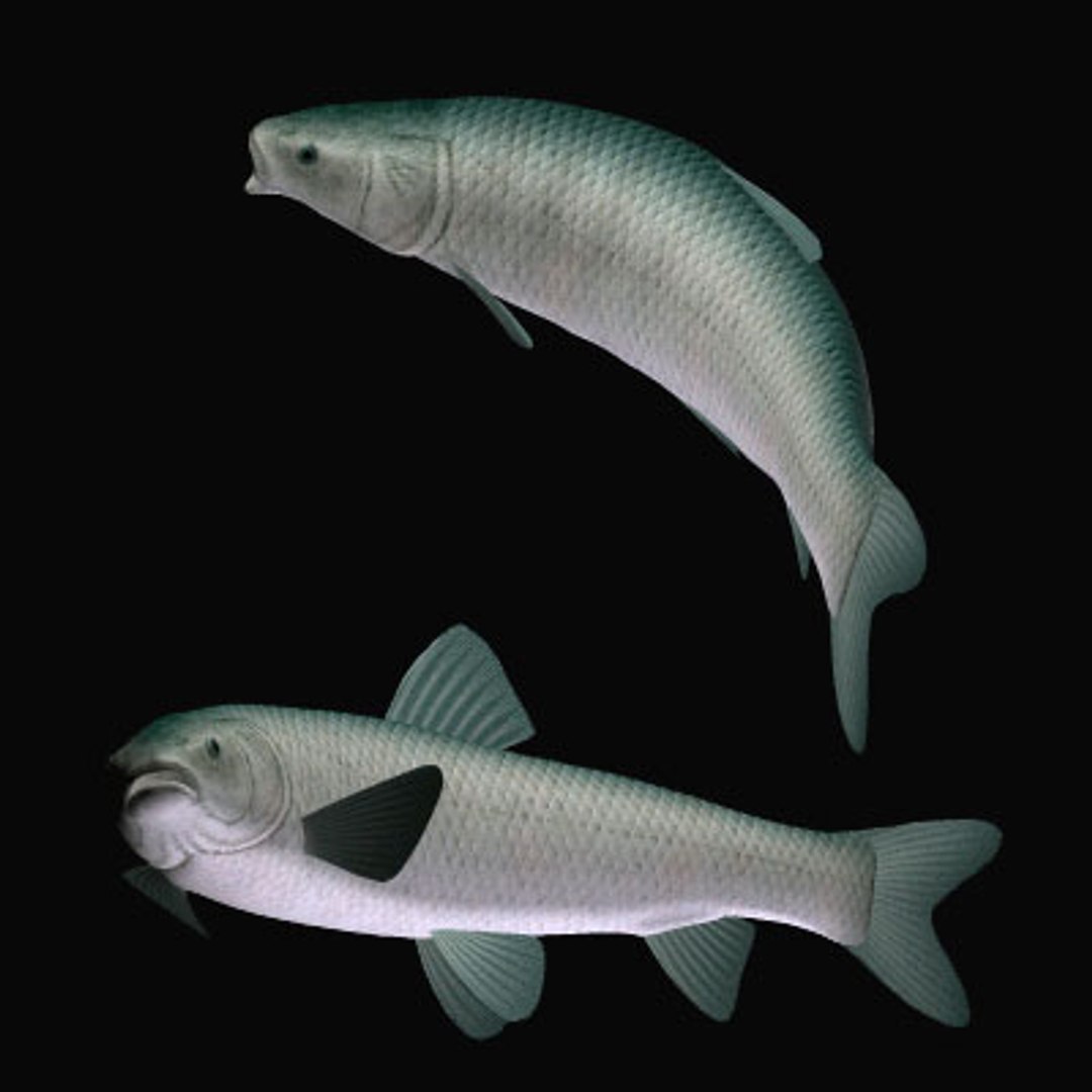 black carp aouo 3d model https://p.turbosquid.com/ts-thumb/qh/C3PPlG/qHyJ5alq/aouoa/jpg/1566174367/1920x1080/fit_q87/7621efddb94df4a88606f3a9dbd794201420ae1f/aouoa.jpg