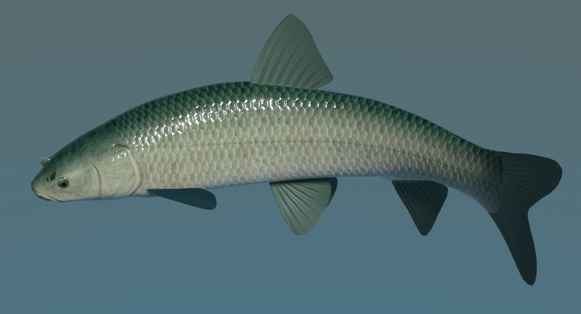 black carp aouo 3d model https://p.turbosquid.com/ts-thumb/qh/C3PPlG/w0tGAvYK/aouoimage1/png/1566174155/1920x1080/fit_q87/d4f336ccc118d2b994f821242866ef939e8f738e/aouoimage1.jpg