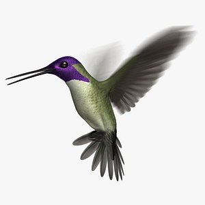 costa s hummingbird animation 3D model