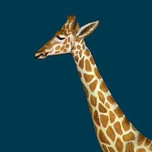 max animal