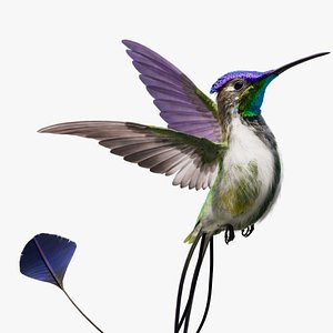 Hummingbird Animated
