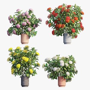 3D Ixora plant in pot 07 model