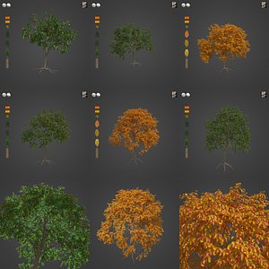 3D 2021 PBR Chinese Persimmon Collection - Diospyros Kaki