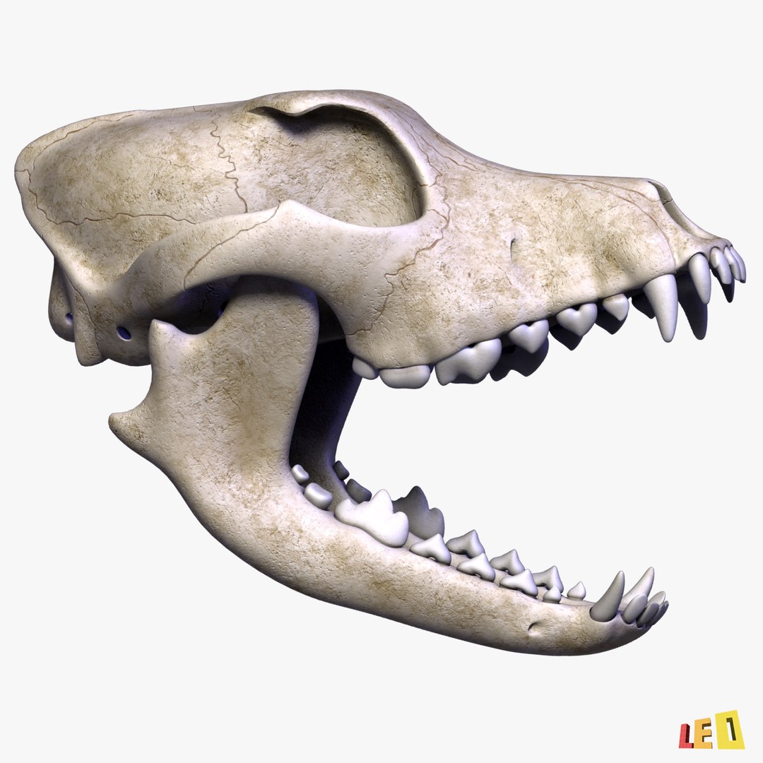 realistic dog skull 3d model https://p.turbosquid.com/ts-thumb/qh/UVc8P1/FLSGsxqC/dog_skull_leo3dmodels_014/jpg/1351776830/1920x1080/fit_q87/21f8bc624d2d5964a8a2acabc6b860d2fc0c66bf/dog_skull_leo3dmodels_014.jpg