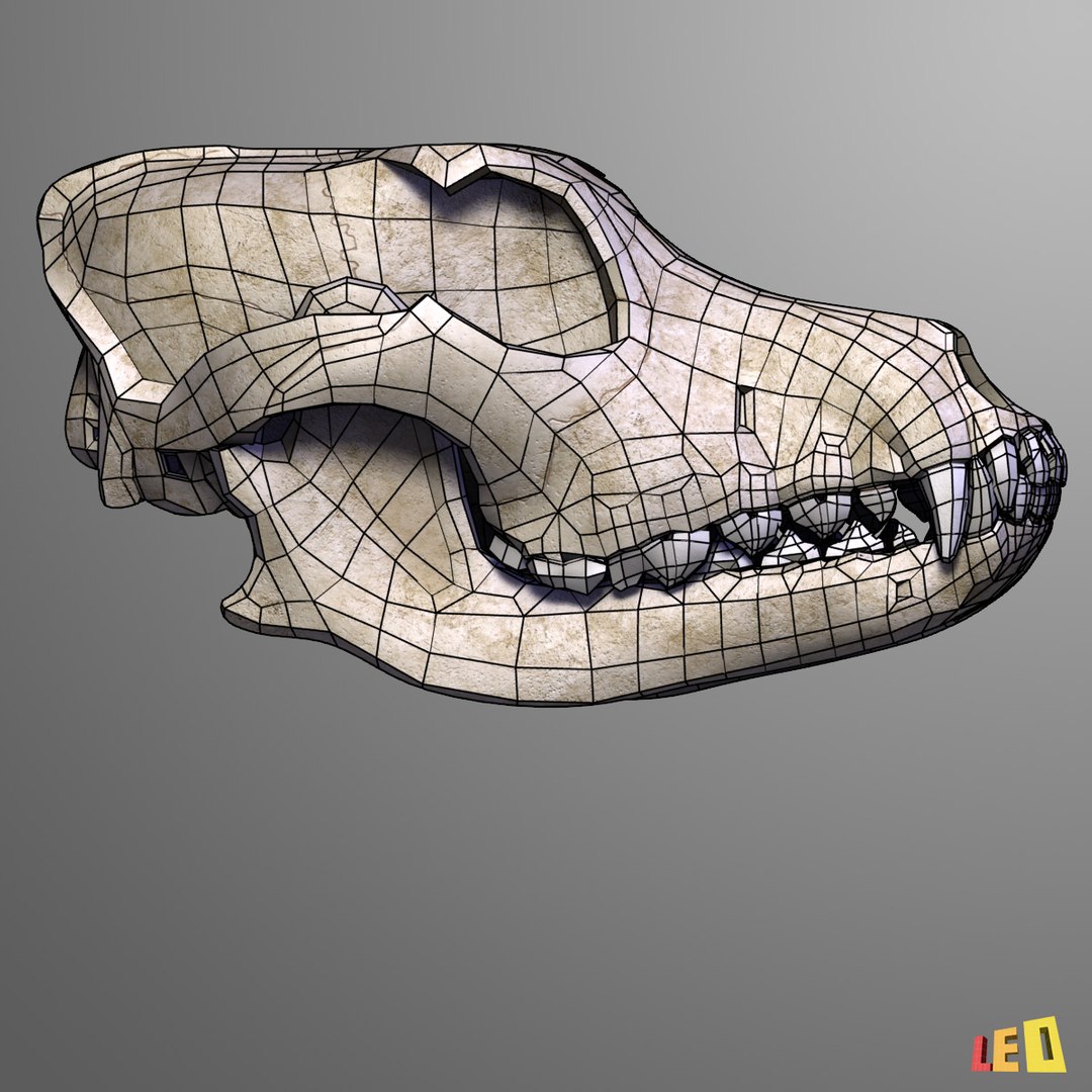 realistic dog skull 3d model https://p.turbosquid.com/ts-thumb/qh/UVc8P1/NuEsDU0M/dog_skull_leo3dmodels_012/jpg/1351776830/1920x1080/fit_q87/2be263e4d0b12fe72ab9ec1e5030ab83acf9498d/dog_skull_leo3dmodels_012.jpg