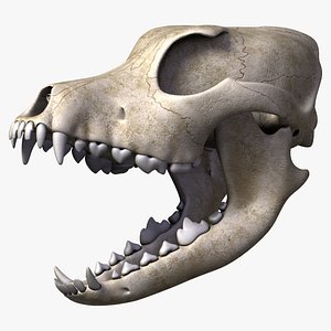 realistic dog skull 3d model