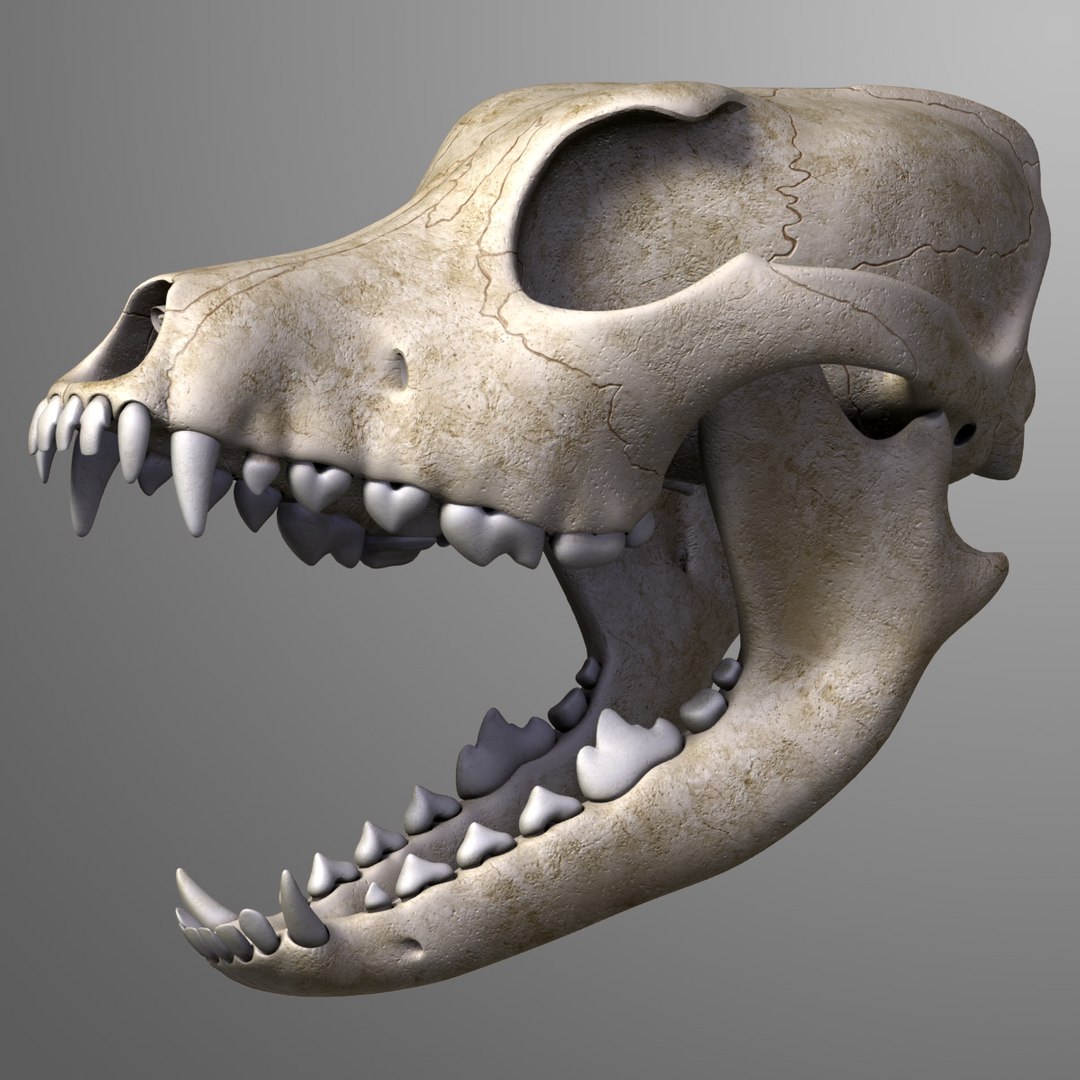 realistic dog skull 3d model https://p.turbosquid.com/ts-thumb/qh/UVc8P1/uINXWtsu/dog_skull_leo3dmodels_00/jpg/1351776830/1920x1080/fit_q87/6f801c3b520f74370b92bb99b6167a7956614d60/dog_skull_leo3dmodels_00.jpg