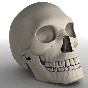 male skull