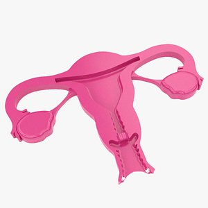 3D Uterus