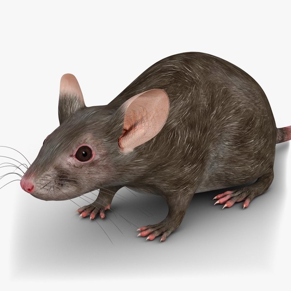 Модели мышей. Мышка 3ds Max. Мышь 3д модель. Мышь 3d модель. Модель мыши для 3d печати.