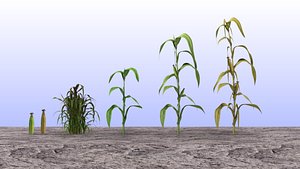 Maize set lowpoly