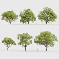 Celtis australis - Mediterranean hackberry 3D model