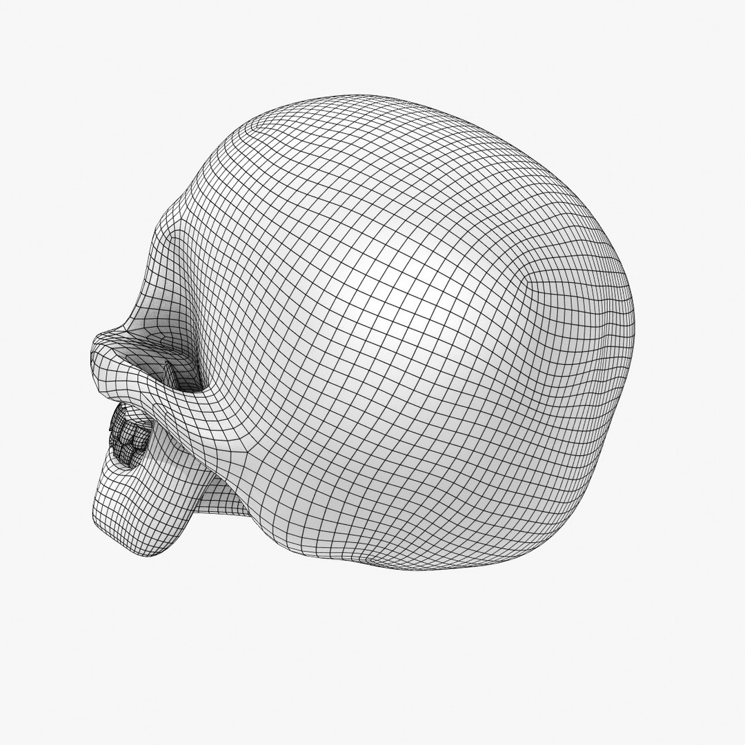 3d Model Human Skull