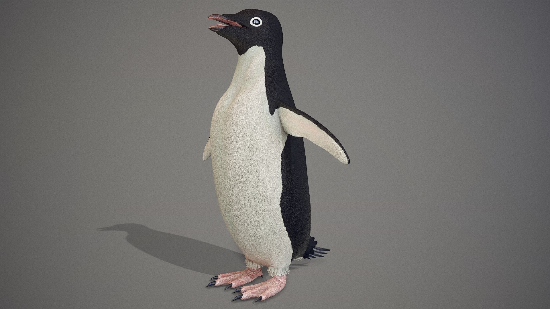 adelie penguin t-posed 3D model https://p.turbosquid.com/ts-thumb/qi/2vpH3n/CdKPsdp4/screenshot012/png/1591119695/1920x1080/fit_q87/55e1695e35a710342d3bd58a4071eab9307b7ce2/screenshot012.jpg
