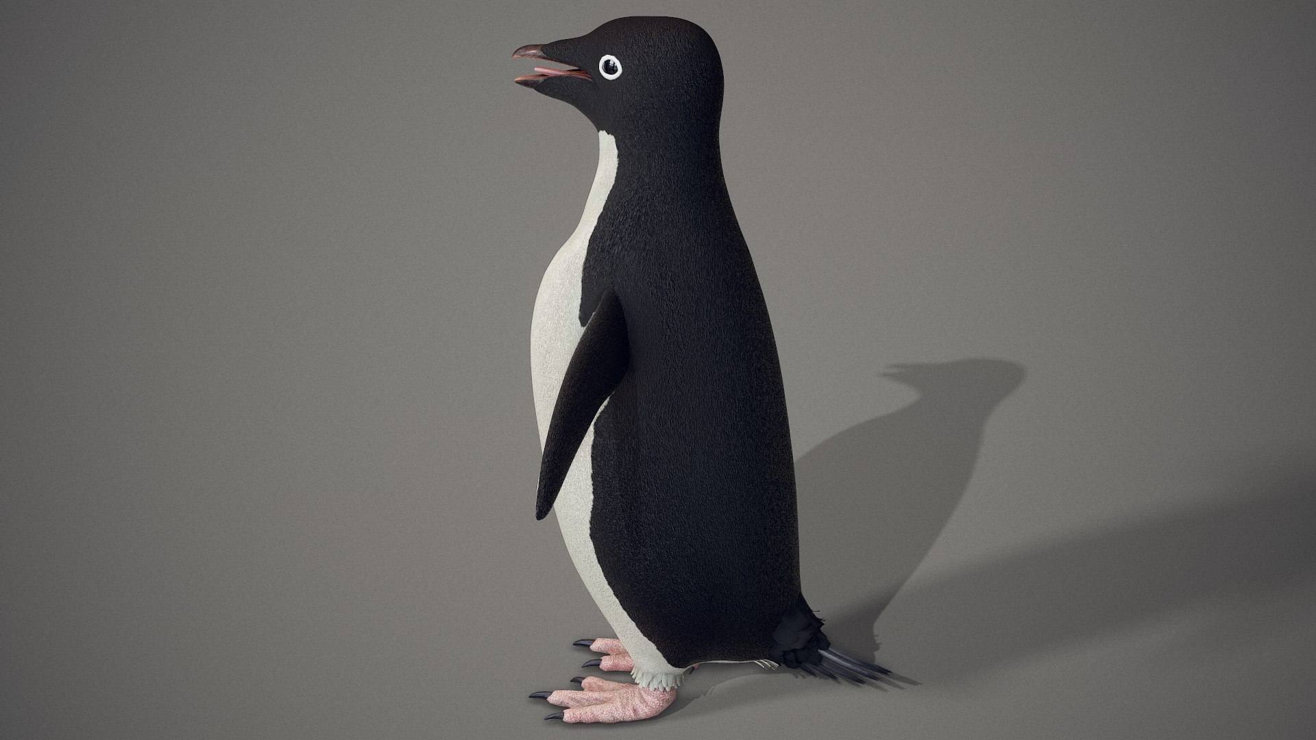 adelie penguin t-posed 3D model https://p.turbosquid.com/ts-thumb/qi/2vpH3n/E9BsDnY0/screenshot016/png/1591119710/1920x1080/fit_q87/7b04f60f21c6b282ea296e19de1c528c775a30fd/screenshot016.jpg