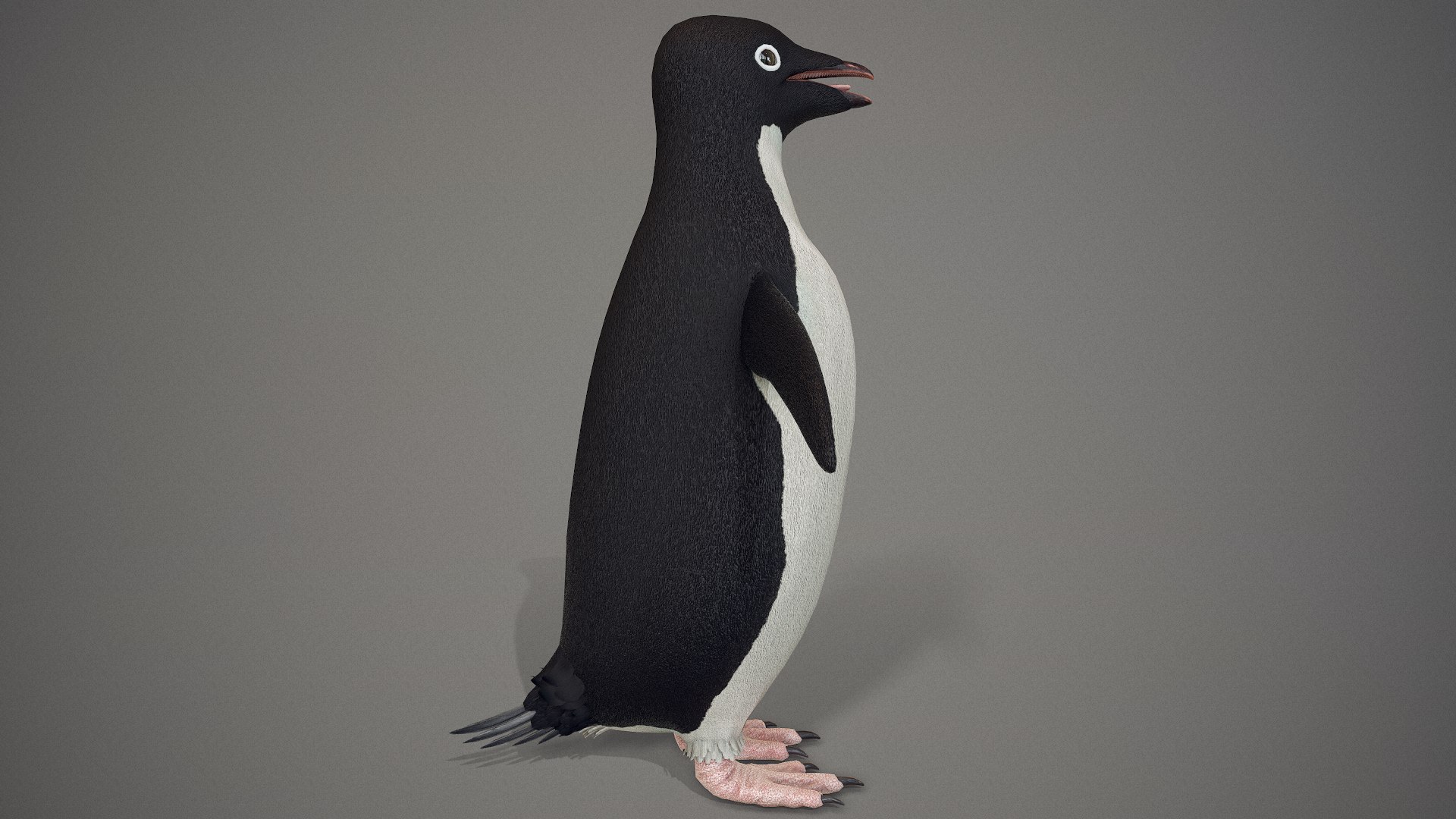 adelie penguin t-posed 3D model https://p.turbosquid.com/ts-thumb/qi/2vpH3n/nRMg3oaN/screenshot010/png/1591119689/1920x1080/fit_q87/873857d84eae34c9c5594d9dcd35082a118fb2fd/screenshot010.jpg