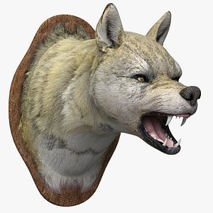3D Head Wolf model