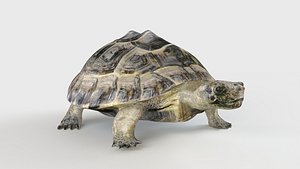 Turtle model